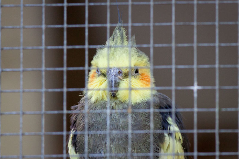 Close-up of yellow cockatiel in cage