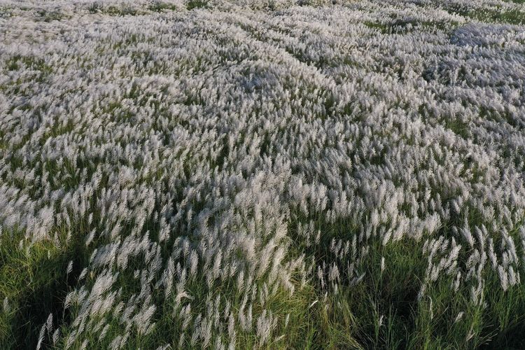 Full frame shot of trees on field