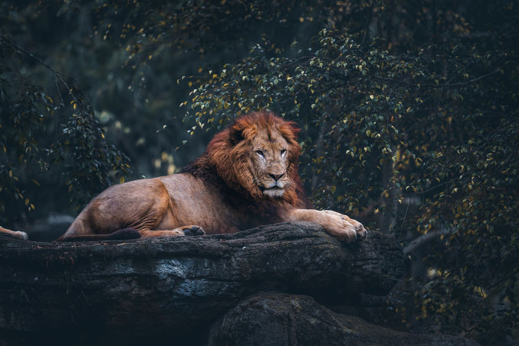 Lion relaxing on rock 