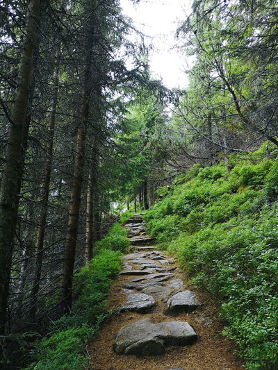 Trail amidst trees in forest