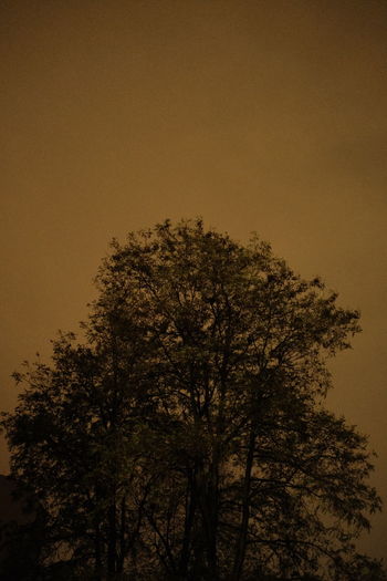 Low angle view of silhouette tree against clear sky at night