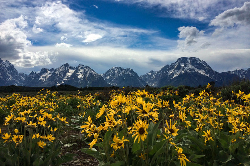 Yellow flowers blooming on field by mountains at grand teton national park