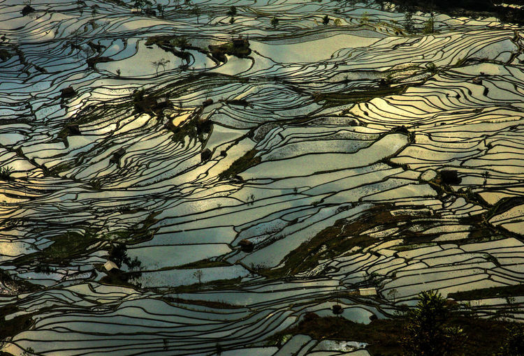 Scenic view of terraced field 