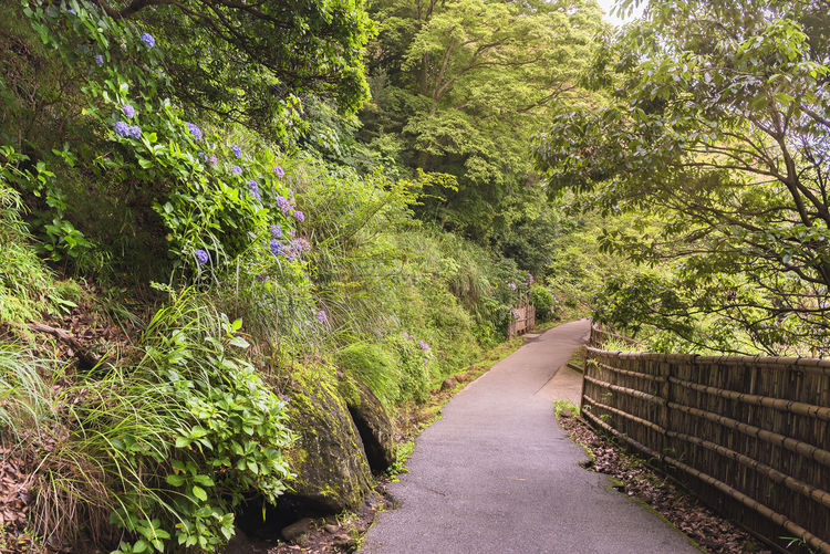 Sun beams through the foliage of the hiking path bordered with moss and hydrangeas flowers.