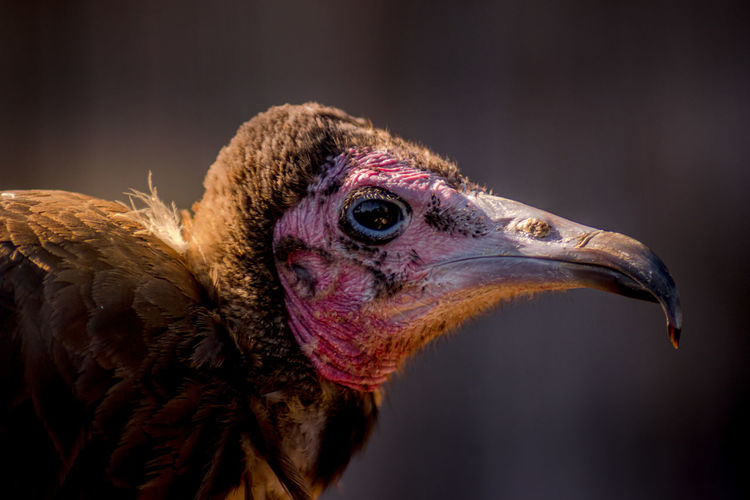 Close-up of vulture head