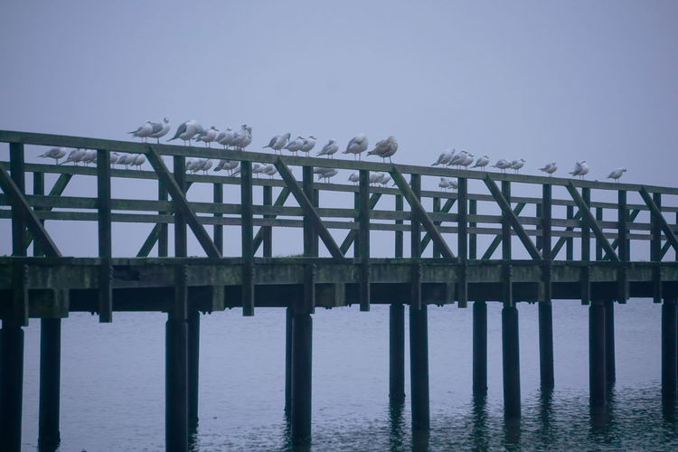 Low angle view of birds perching on pier over sea against clear sky