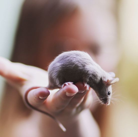 Close-up of girl holding mouse