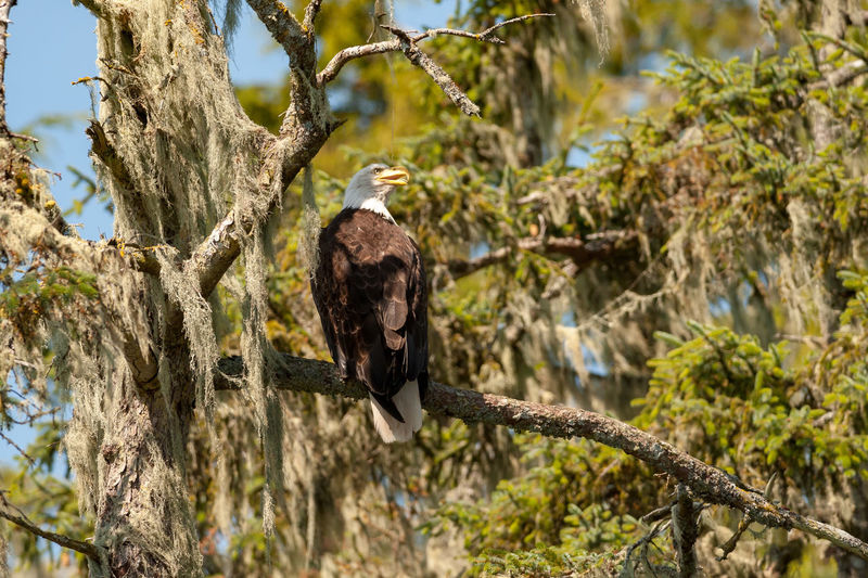 Bald eagle perching on a mossy tree