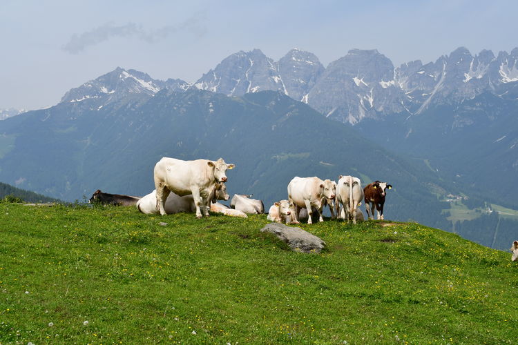 Cows standing in a field the mountains behind 