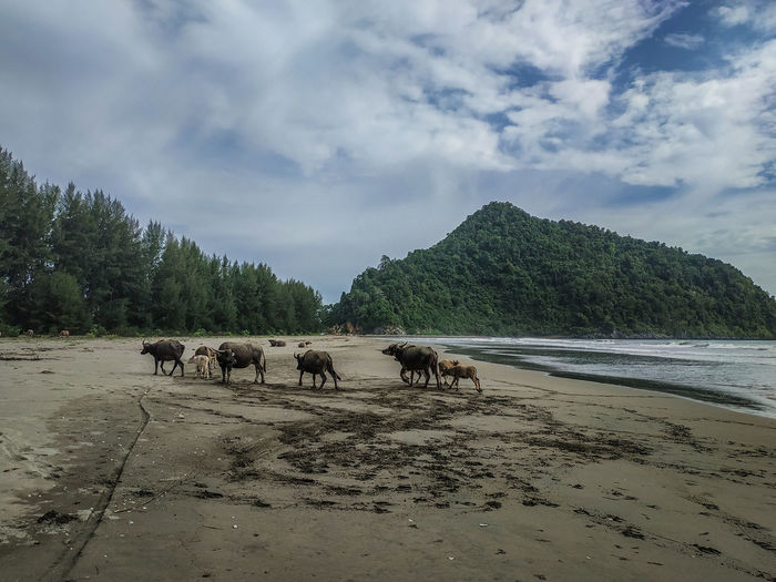 View of horses on the beach