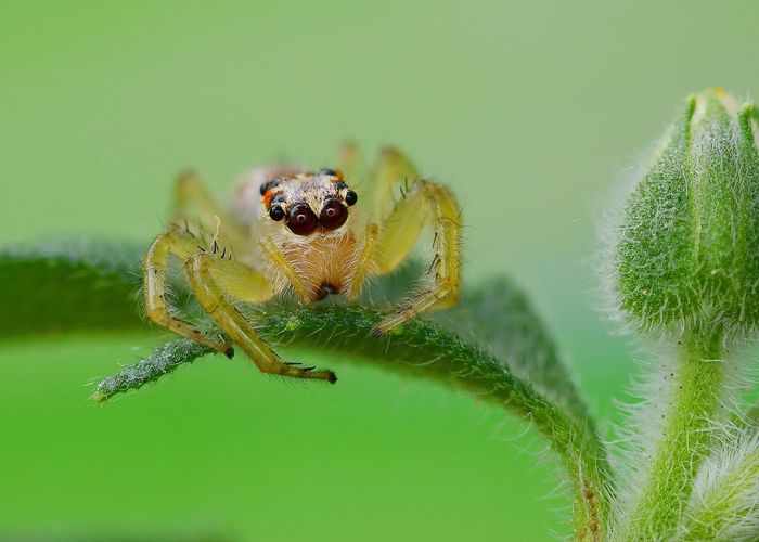 Close-up of spider on leaf