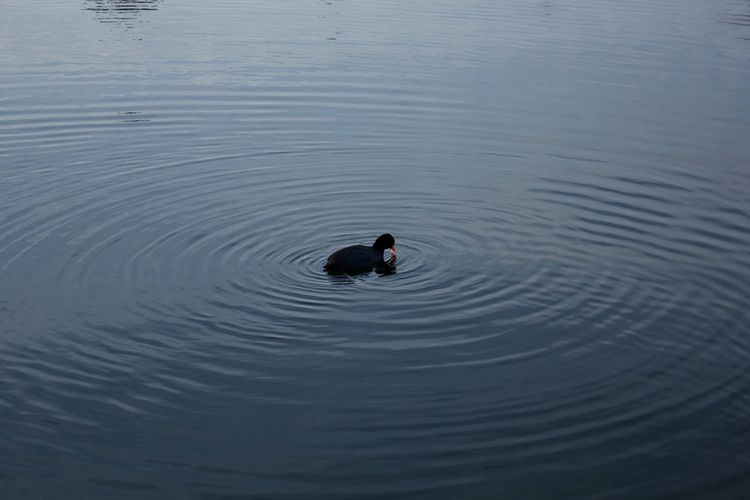 Black bird on lake