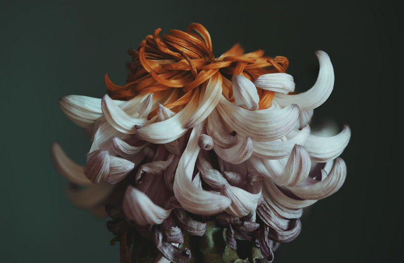 Close up macro shot of a flower for fine art art print