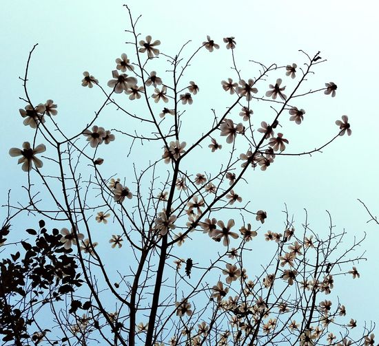 Low angle view of flowering plant against clear sky