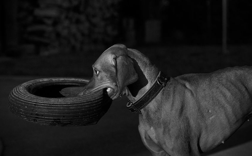 Side view of dog holding vehicle tire in mouth at darkroom