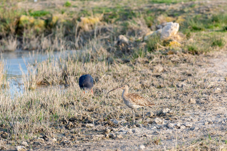 Eurasian curlew numenius arquata wading wetland in search of food in natural park of mallorca spain