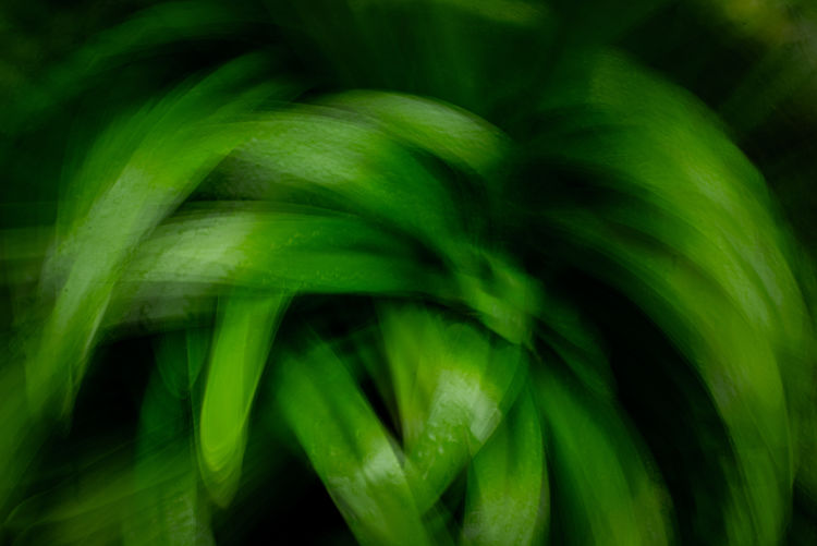Intentional blurred motion of plants leafs
