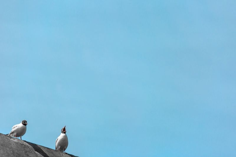 Low angle view of birds perched against clear sky