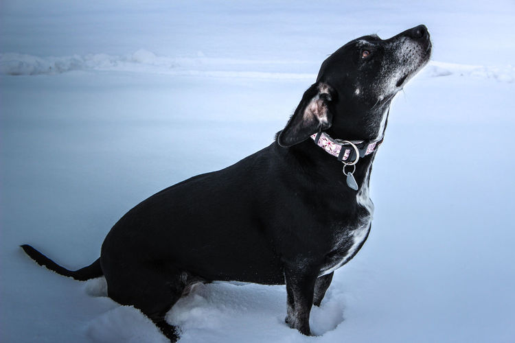 Black dog by sea against sky