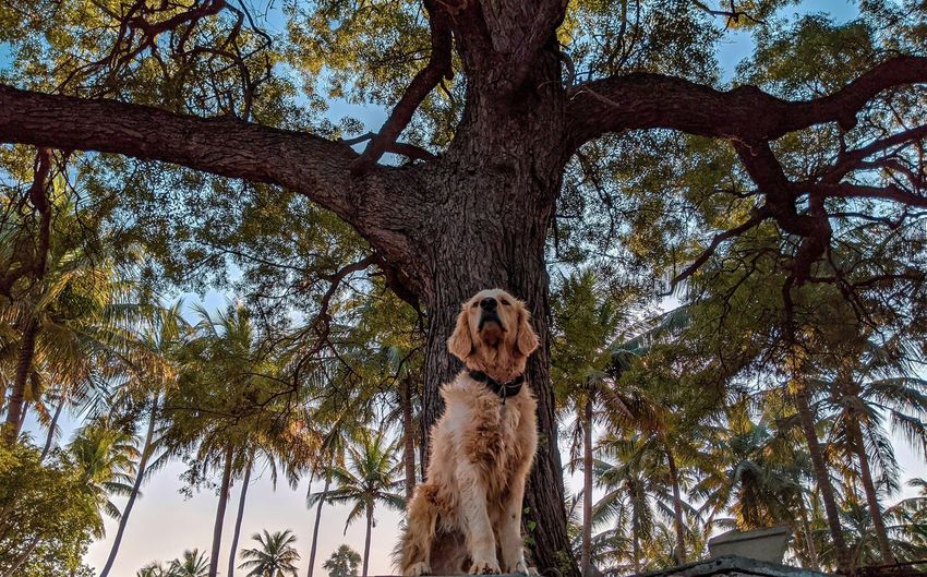 Low angle view of dog on tree against sky