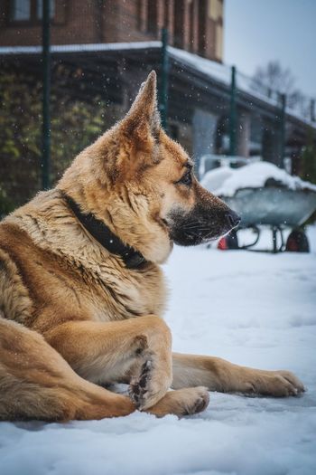 Dog relaxing in snow