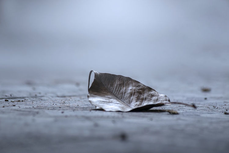 Close-up of dry leaf on wooden table