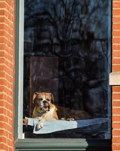 Close-up of dog