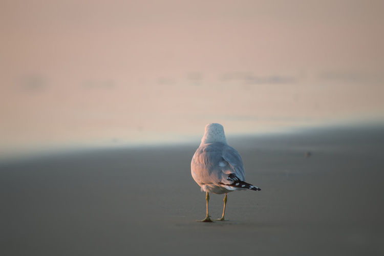 A seagull walking on the beach in the evening light