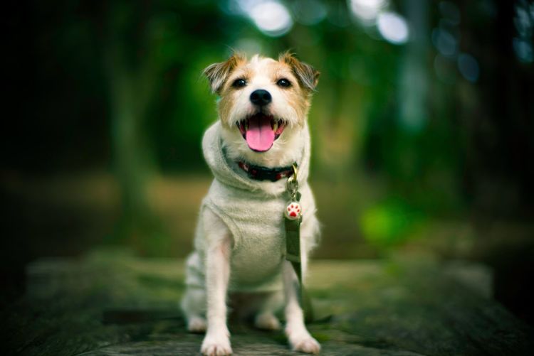 Portrait of a dog