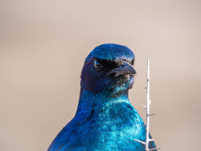 Close-up portrait of starling
