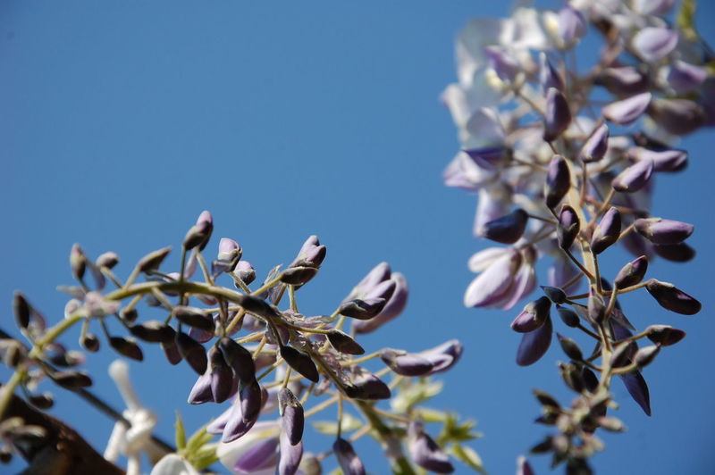 Close-up of purple  wisteria  blossom against blue sky