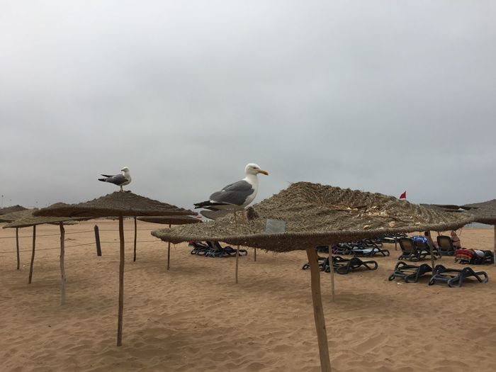 Seagulls perching on wooden post on beach against sky