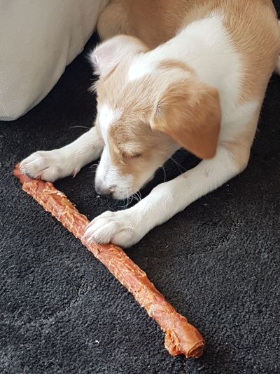 High angle view of dog sleeping at home