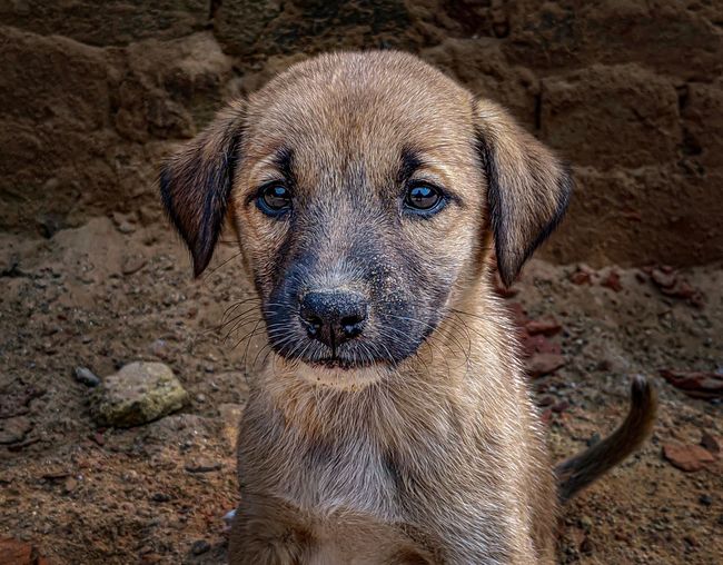 Innocence stray puppy