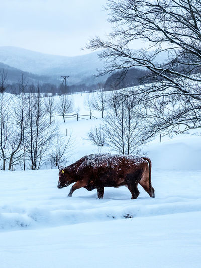 The cow genre polish red walking in the snow. owl mountains. poland.