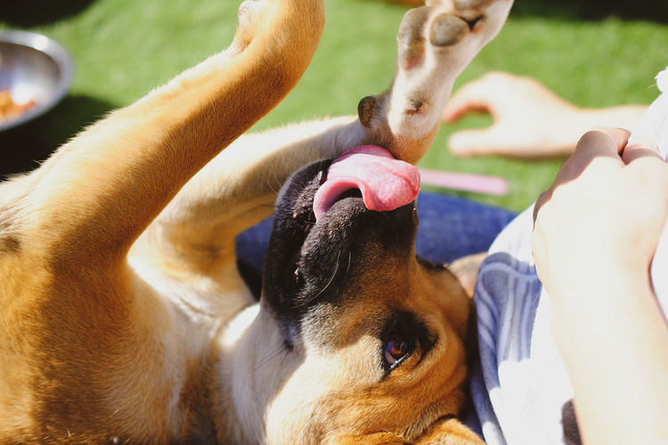 Close-up portrait of dog relaxing on man