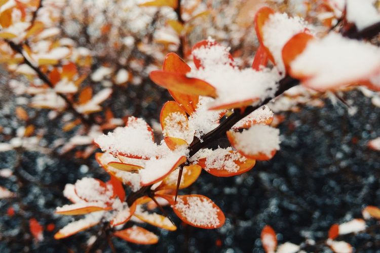 Close-up of orange flower tree during winter