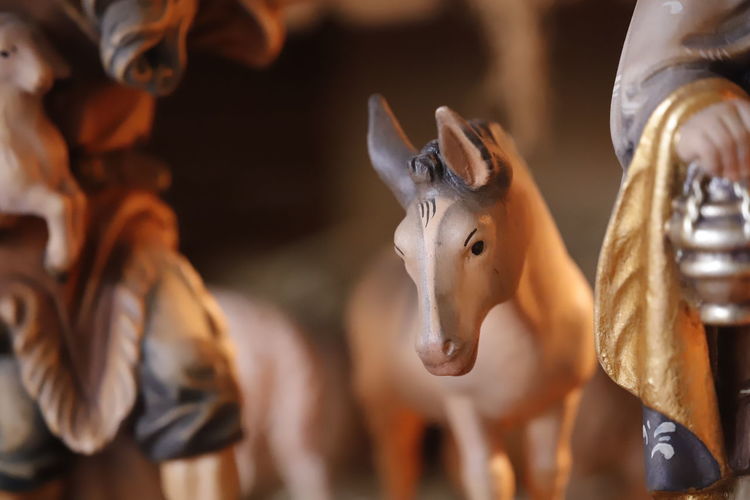 Close-up of a horse in crib 