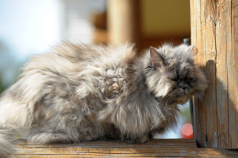 View of a cat looking away