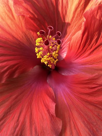 Close-up of red hibiscus