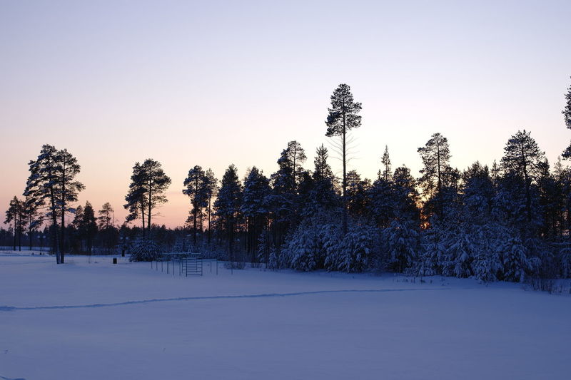 Trees on snow covered field against sky during sunset