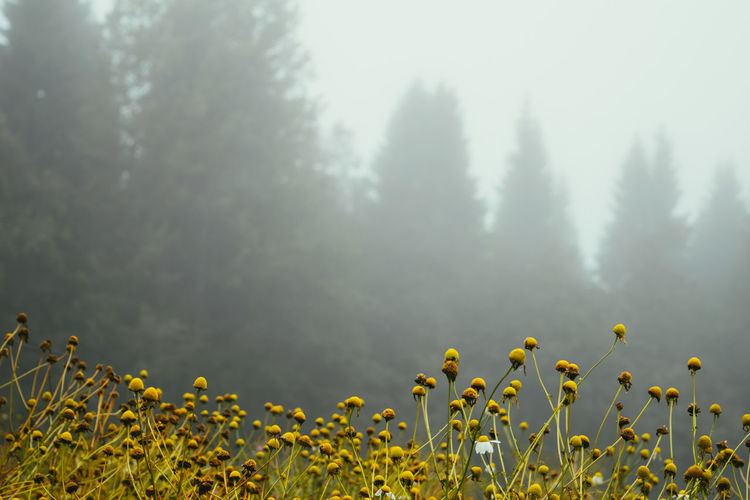 Close-up of plants growing on field
