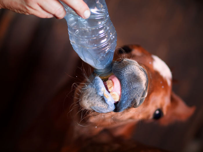 Close-up of person feeding foal