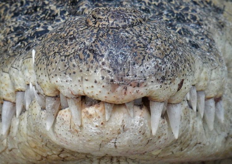 Close-up of crocodile jaw