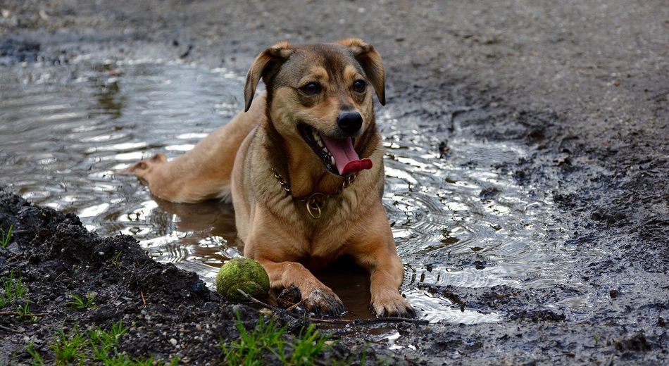 Dog relaxing in puddle on field