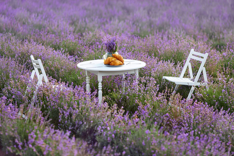 View chairs and table in purple flowering plants on field