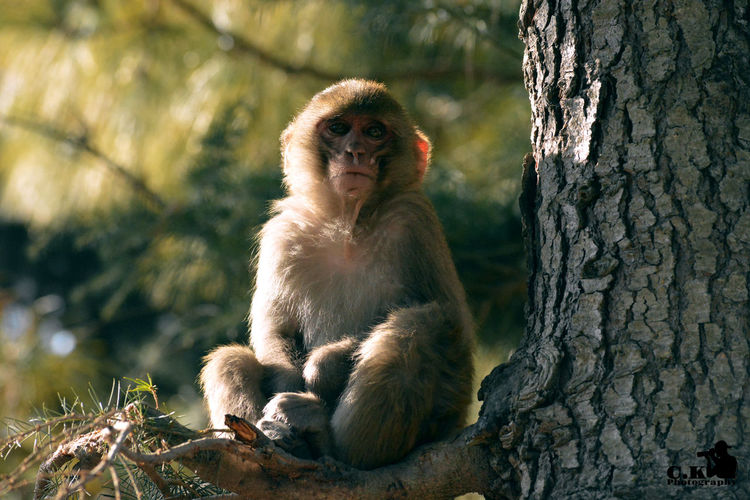 Low angle portrait of monkey sitting on branch