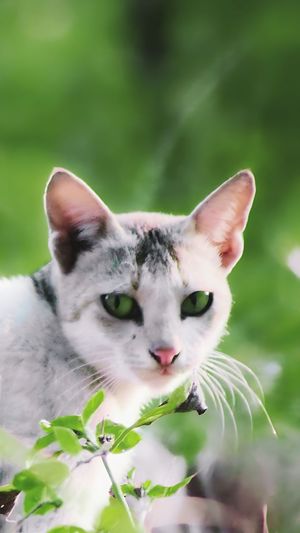 Portrait of a green-eyed cat.