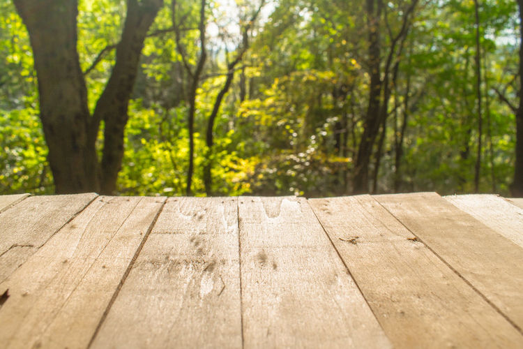 Surface level of wooden footpath amidst trees in forest