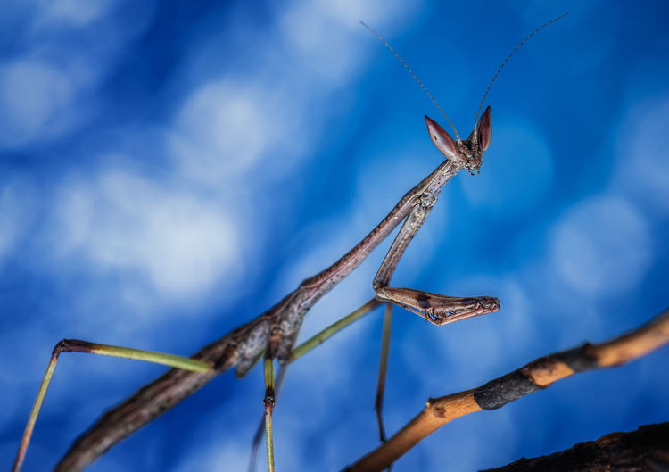 Low angle view of insect on twig against blue sky